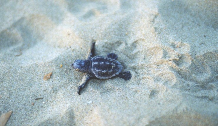  The Loggerhead Sea Turtle, Caretta-caretta the only marine turtle nesting in Greece and the Mediterranean. Zakynthos is has the largest hatchery left in the Me  